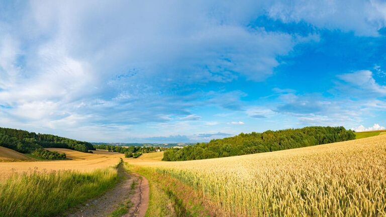 wide open field with blue sky above